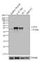 Jun Proto-Oncogene, AP-1 Transcription Factor Subunit antibody, 39-7500, Invitrogen Antibodies, Western Blot image 