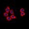 Cyclin Dependent Kinase 15 antibody, LS-C368843, Lifespan Biosciences, Immunofluorescence image 