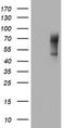 NUMB Endocytic Adaptor Protein antibody, TA802131, Origene, Western Blot image 