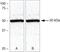 Thioredoxin Interacting Protein antibody, 40-3700, Invitrogen Antibodies, Western Blot image 