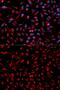 Docking Protein 4 antibody, GTX53984, GeneTex, Immunofluorescence image 