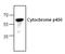 Cytochrome P450 Family 2 Subfamily E Member 1 antibody, AP00032PU-N, Origene, Western Blot image 