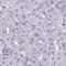 NLR Family Pyrin Domain Containing 8 antibody, HPA056989, Atlas Antibodies, Immunohistochemistry paraffin image 