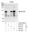 Kizuna Centrosomal Protein antibody, A300-945A, Bethyl Labs, Immunoprecipitation image 