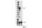 Forkhead Box O1 antibody, 2880T, Cell Signaling Technology, Western Blot image 