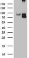  antibody, TA805923, Origene, Western Blot image 