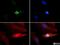 Histone Cluster 2 H3 Family Member D antibody, NB21-1012, Novus Biologicals, Immunofluorescence image 