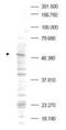 Polo Like Kinase 1 antibody, TA319250, Origene, Western Blot image 
