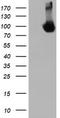 Diacylglycerol Kinase Alpha antibody, TA504024, Origene, Western Blot image 