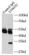 Lymphocyte Antigen 6 Family Member G5C antibody, FNab04897, FineTest, Immunoprecipitation image 