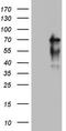 NUMB Endocytic Adaptor Protein antibody, CF802138, Origene, Western Blot image 
