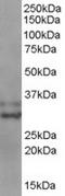 Baculoviral IAP repeat-containing protein 7 antibody, TA302674, Origene, Western Blot image 