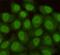 RAD23 Homolog B, Nucleotide Excision Repair Protein antibody, GTX66845, GeneTex, Immunofluorescence image 