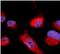 Cystathionine beta-synthase antibody, FNab01327, FineTest, Immunofluorescence image 