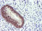 Decaprenyl Diphosphate Synthase Subunit 2 antibody, LS-C173527, Lifespan Biosciences, Immunohistochemistry paraffin image 