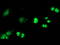 Replication Termination Factor 2 antibody, LS-C172688, Lifespan Biosciences, Immunofluorescence image 