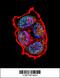 NEU2 antibody, 61-973, ProSci, Immunofluorescence image 