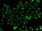 HAP3 antibody, orb373605, Biorbyt, Immunocytochemistry image 