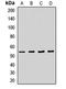 Beclin 1-associated autophagy-related key regulator antibody, orb412630, Biorbyt, Western Blot image 
