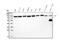 DEAD-Box Helicase 1 antibody, M03727-1, Boster Biological Technology, Western Blot image 