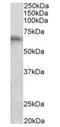 Cytochrome P450 2D10 antibody, orb125143, Biorbyt, Western Blot image 