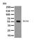 Solute Carrier Family 1 Member 1 antibody, orb137934, Biorbyt, Western Blot image 