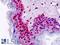 Homeobox A7 antibody, LS-B9160, Lifespan Biosciences, Immunohistochemistry frozen image 