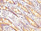 Rho GTPase Activating Protein 18 antibody, CSB-PA850791LA01HU, Cusabio, Immunohistochemistry paraffin image 