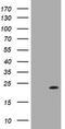 Leucine Zipper And CTNNBIP1 Domain Containing antibody, LS-C174536, Lifespan Biosciences, Western Blot image 