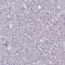 HtrA Serine Peptidase 4 antibody, PA5-60992, Invitrogen Antibodies, Immunohistochemistry frozen image 