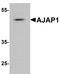 Adherens Junctions Associated Protein 1 antibody, LS-B12219, Lifespan Biosciences, Western Blot image 