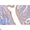 Collagen Type I Alpha 1 Chain antibody, LS-C813678, Lifespan Biosciences, Immunohistochemistry frozen image 