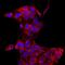 UDP-glucuronosyltransferase 1-1 antibody, MAB6490, R&D Systems, Immunofluorescence image 