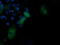 Phosphoinositide-3-Kinase Regulatory Subunit 5 antibody, LS-C174533, Lifespan Biosciences, Immunofluorescence image 