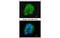 Cytochrome C Oxidase Subunit 7B2 antibody, MBS835063, MyBioSource, Immunofluorescence image 