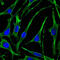 PTH1R antibody, M01588-1, Boster Biological Technology, Immunofluorescence image 