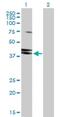 Heterogeneous Nuclear Ribonucleoprotein D antibody, H00003184-D01P, Novus Biologicals, Western Blot image 