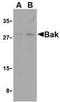 BCL2 Antagonist/Killer 1 antibody, TA306175, Origene, Western Blot image 