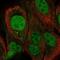 Neuroepithelial Cell Transforming 1 antibody, NBP2-13653, Novus Biologicals, Immunofluorescence image 