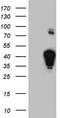 Non-Homologous End Joining Factor 1 antibody, TA804327, Origene, Western Blot image 