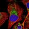 Mitochondrial Ribosomal Protein L28 antibody, NBP1-82805, Novus Biologicals, Immunofluorescence image 