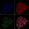 CD74 antibody, LS-C776016, Lifespan Biosciences, Immunocytochemistry image 