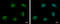 Paraspeckle Component 1 antibody, GTX119744, GeneTex, Immunocytochemistry image 