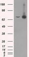 HSP70 antibody, TA500828, Origene, Western Blot image 