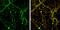 Unc-13 Homolog B antibody, GTX111244, GeneTex, Immunofluorescence image 