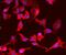 Phosphoenolpyruvate carboxylase antibody, A02022-3, Boster Biological Technology, Immunofluorescence image 