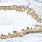 Lethal(2) giant larvae protein homolog 2 antibody, LS-C409635, Lifespan Biosciences, Immunohistochemistry frozen image 