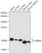 Ubiquitin-like protein 4A antibody, GTX66436, GeneTex, Western Blot image 