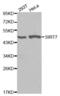 NAD-dependent deacetylase sirtuin-7 antibody, abx000932, Abbexa, Western Blot image 