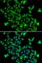 Aspartoacylase antibody, LS-C346318, Lifespan Biosciences, Immunofluorescence image 